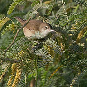 Clamorous Reed Warbler