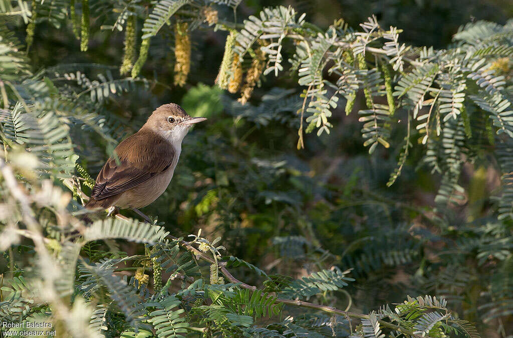 Clamorous Reed Warbler, habitat, pigmentation