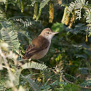 Clamorous Reed Warbler