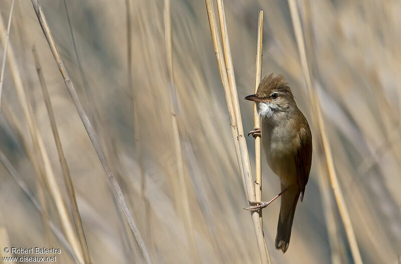 Great Reed Warbler