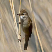 Great Reed Warbler