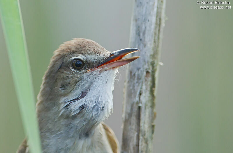 Great Reed Warbler