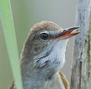 Great Reed Warbler