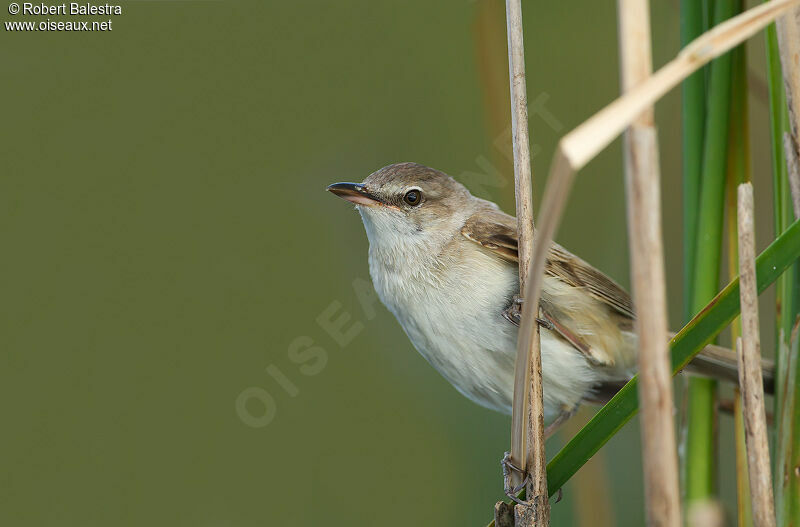 Great Reed Warbler