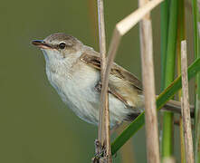 Great Reed Warbler