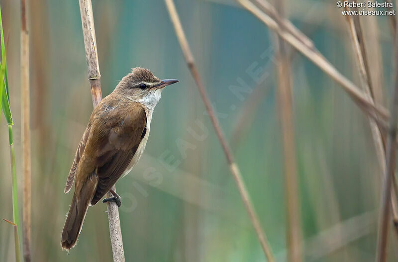 Great Reed Warbler