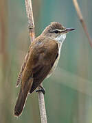 Great Reed Warbler