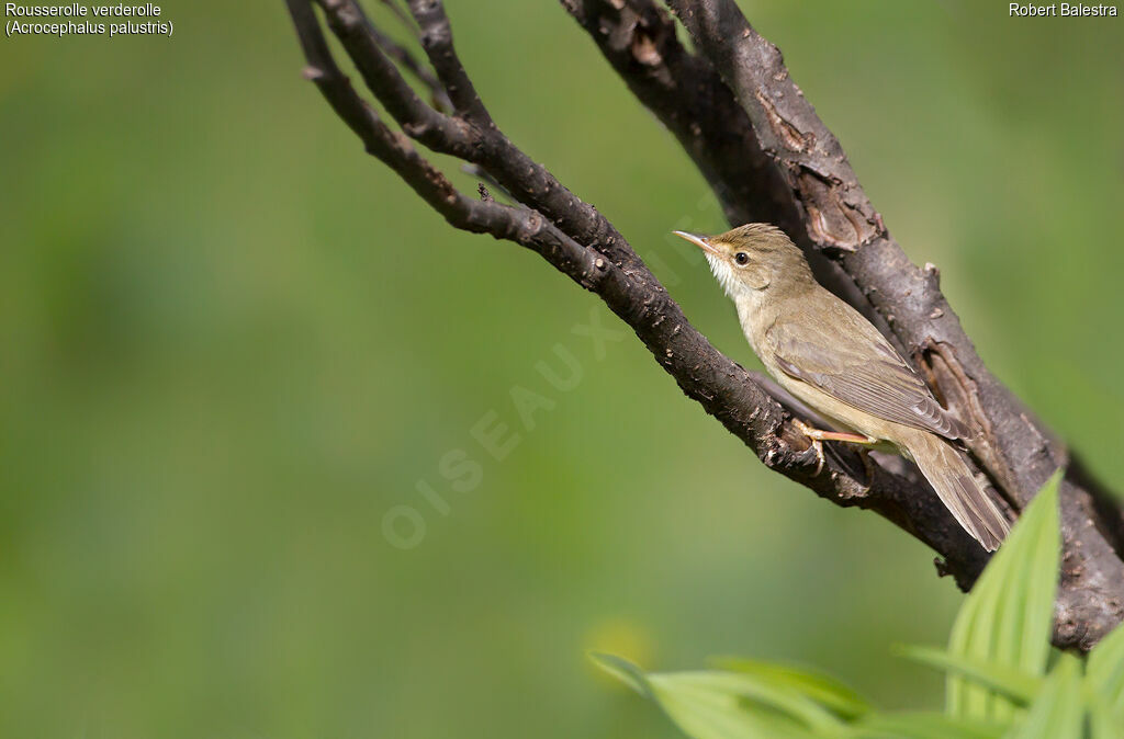 Marsh Warbler