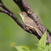 Marsh Warbler