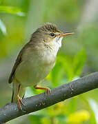 Marsh Warbler