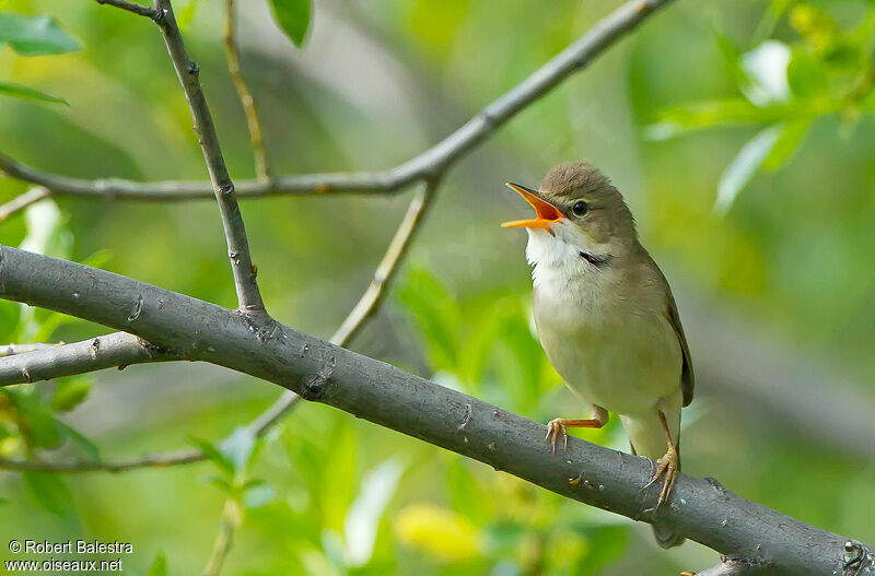 Marsh Warbler