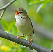 Marsh Warbler