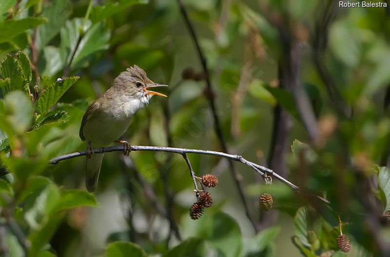 Marsh Warbler