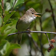 Marsh Warbler