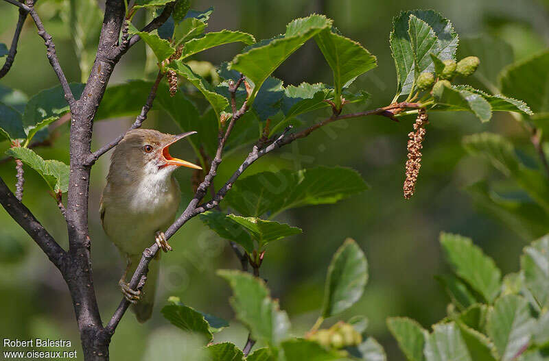 Marsh Warbler male adult, habitat, song