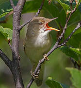 Marsh Warbler