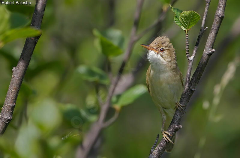 Marsh Warbler