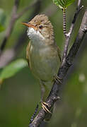 Marsh Warbler