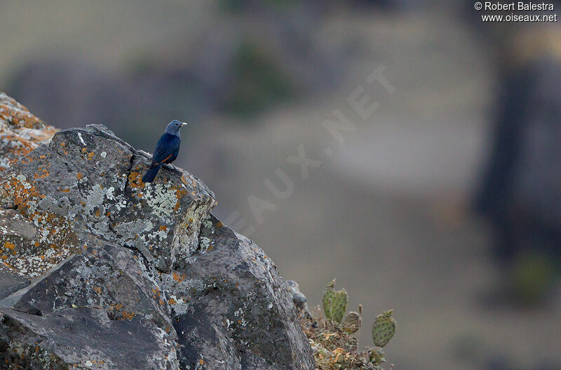 White-billed Starling female adult