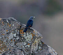 White-billed Starling