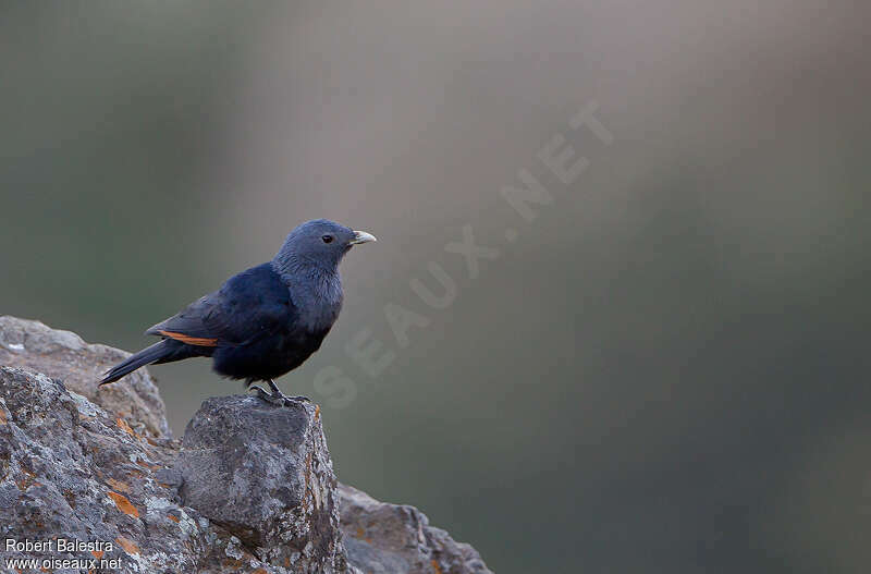 White-billed Starling female adult, identification