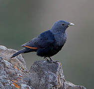 White-billed Starling