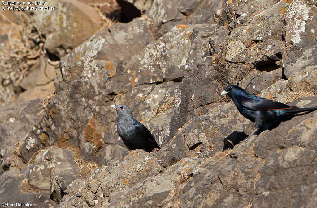 White-billed Starlingadult