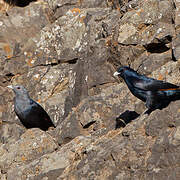 White-billed Starling