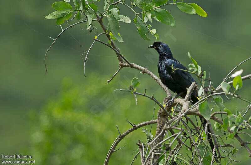 Bristle-crowned Starlingadult, habitat