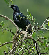 Bristle-crowned Starling