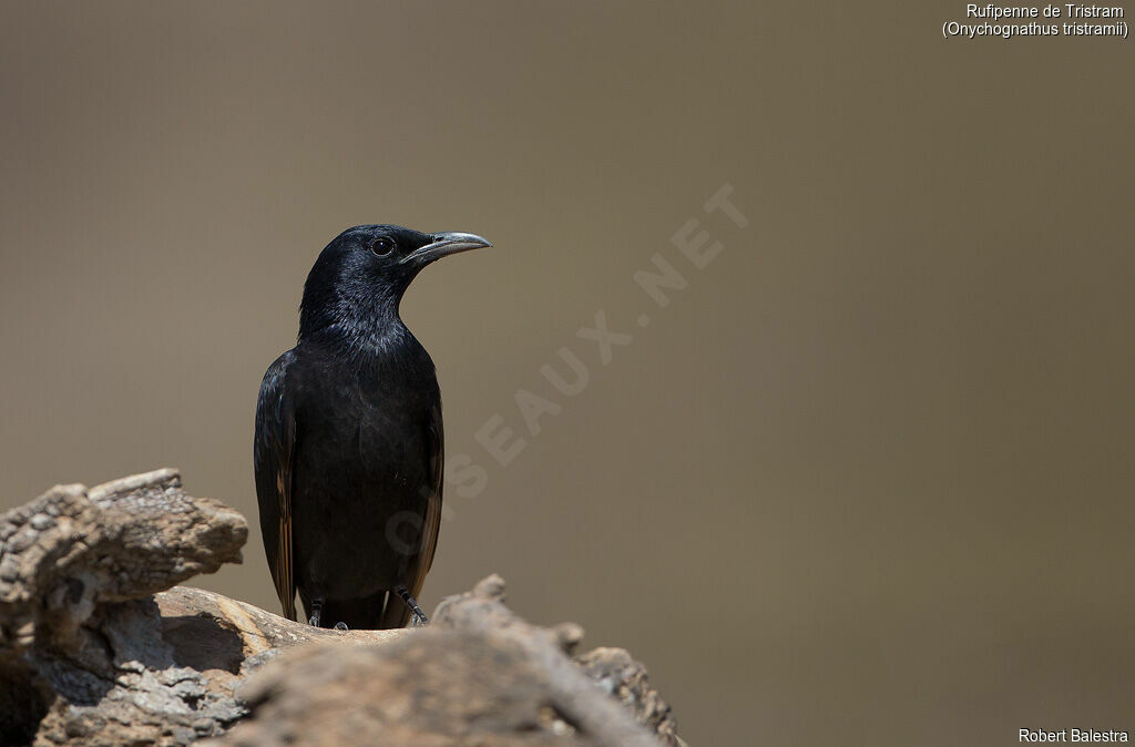 Tristram's Starling male