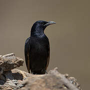 Tristram's Starling