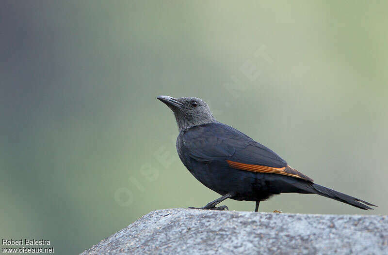 Red-winged Starling female adult, identification