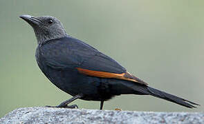 Red-winged Starling