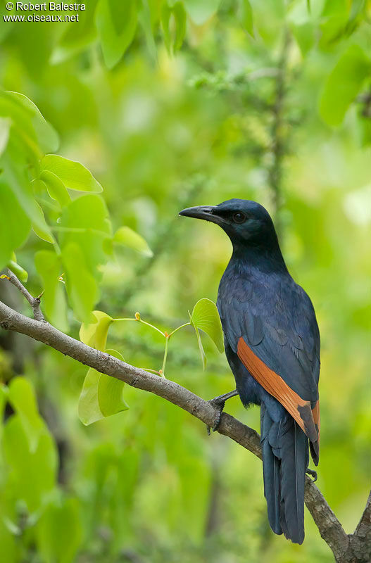 Red-winged Starling male adult