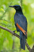 Red-winged Starling