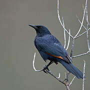 Red-winged Starling