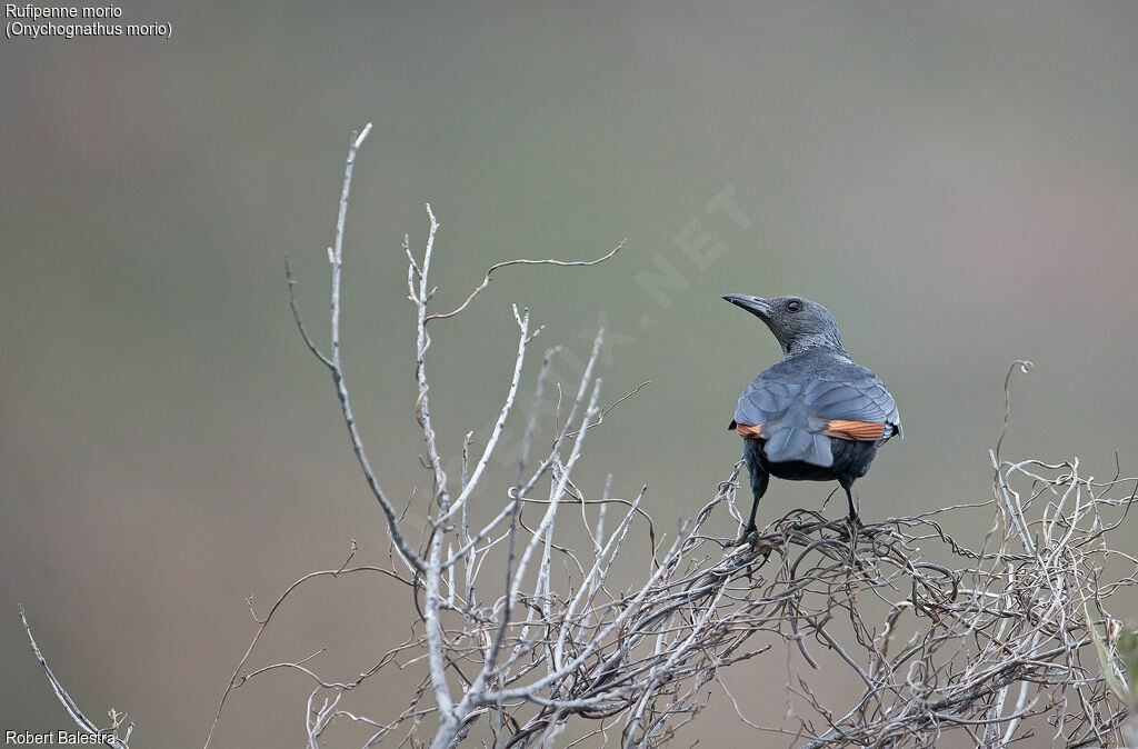 Red-winged Starling female