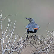 Red-winged Starling