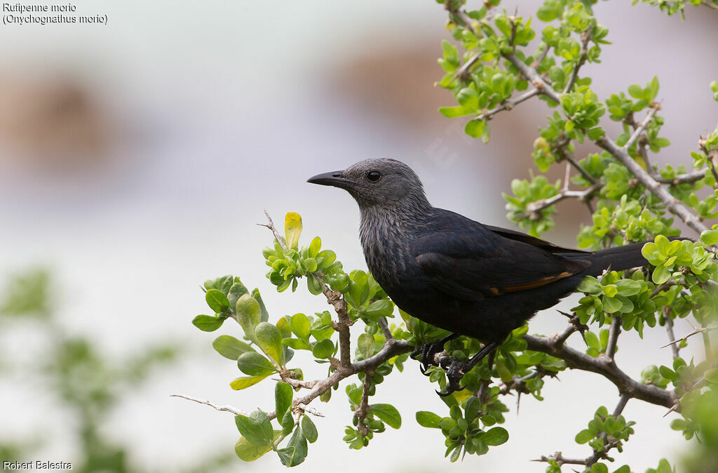 Red-winged Starling female