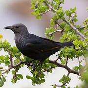 Red-winged Starling