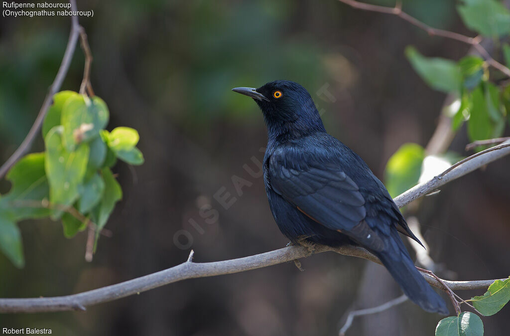 Pale-winged Starling