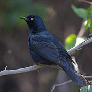 Pale-winged Starling