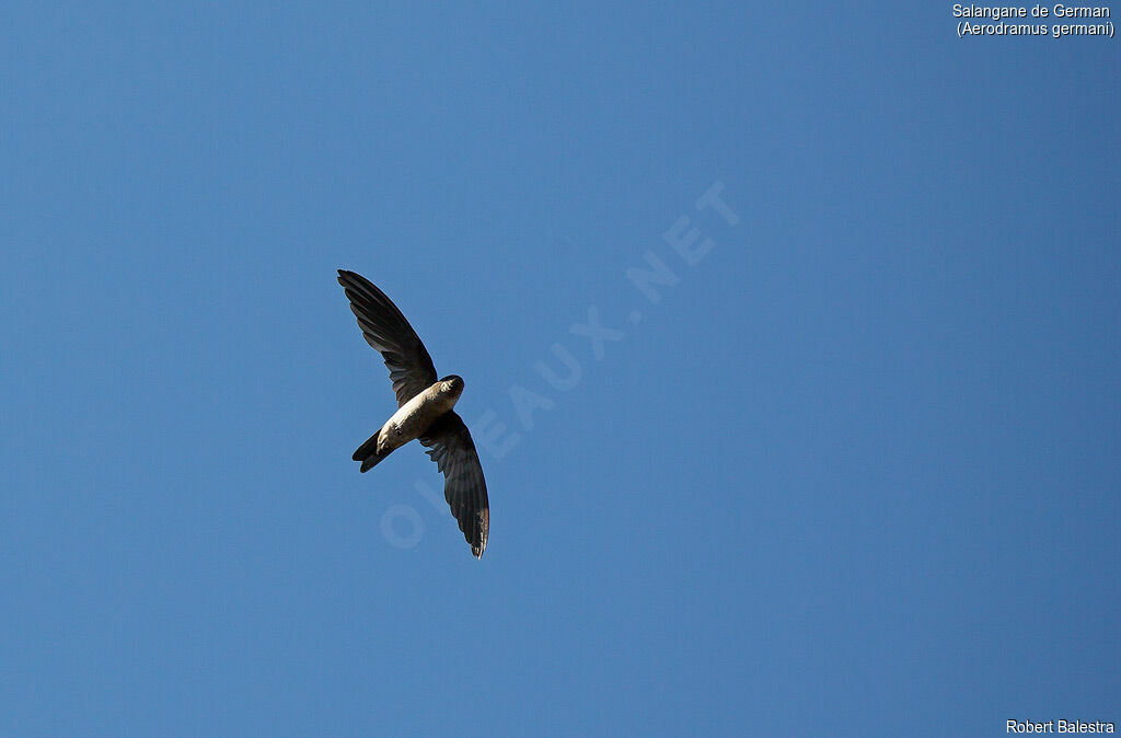 Germain's Swiftlet