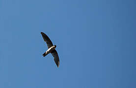 Germain's Swiftlet