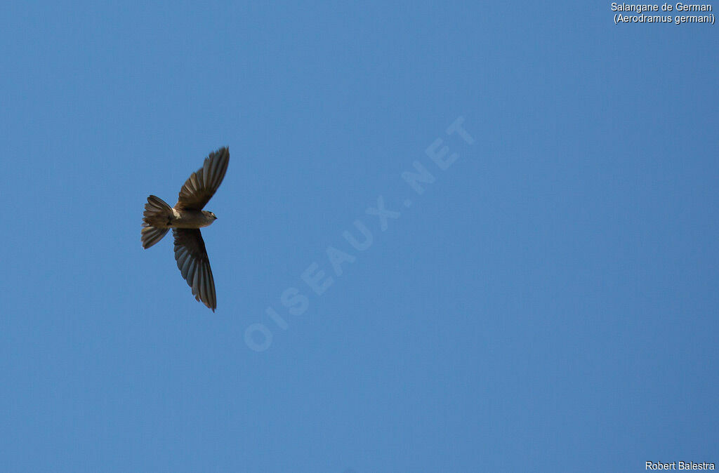 Germain's Swiftlet