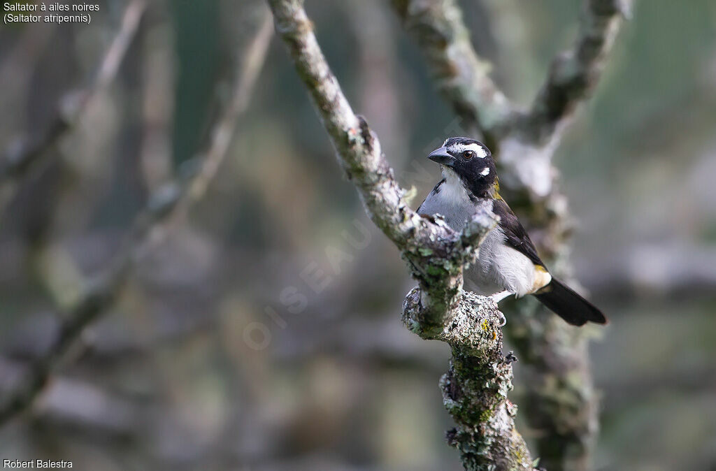 Black-winged Saltator