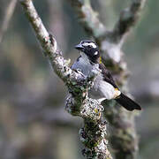 Black-winged Saltator