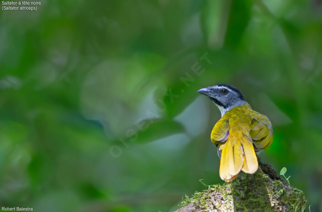 Black-headed Saltator