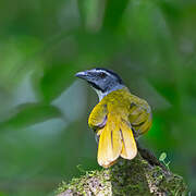 Black-headed Saltator